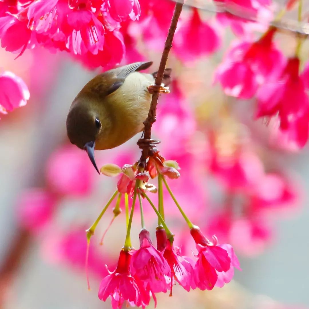 birdWatching