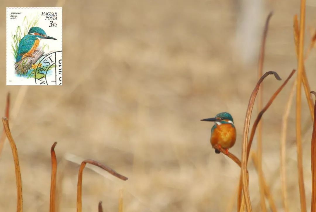 birdWatching