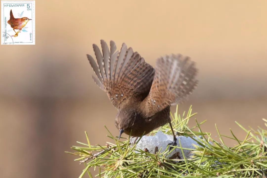 birdWatching