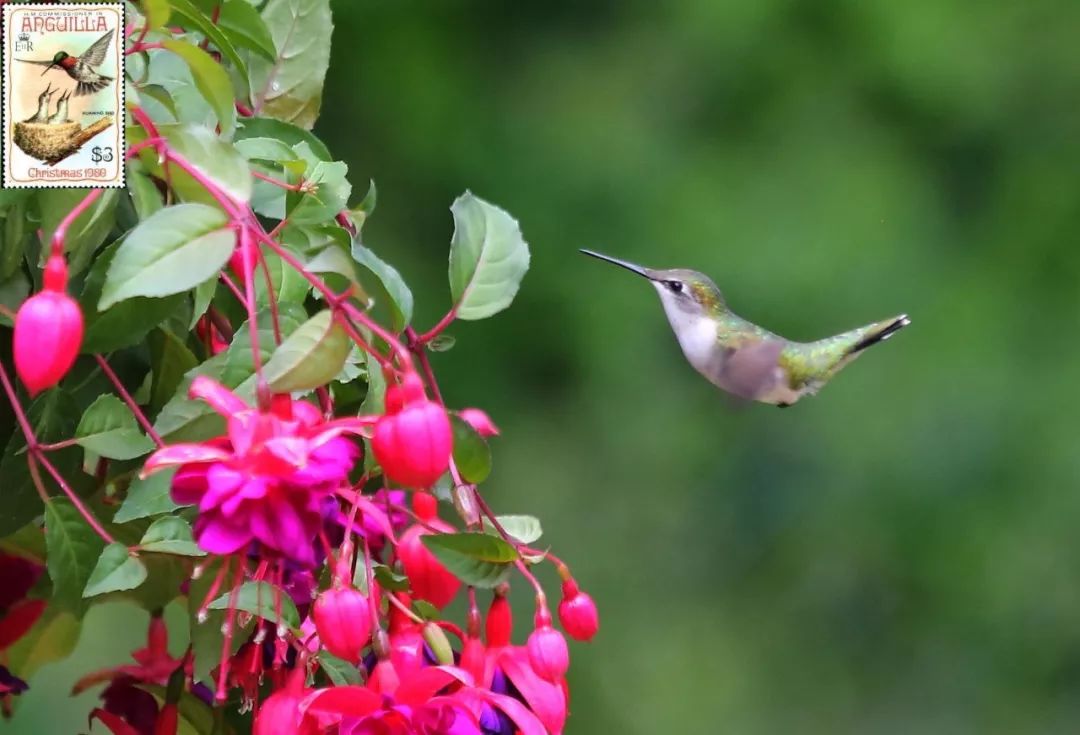 birdWatching