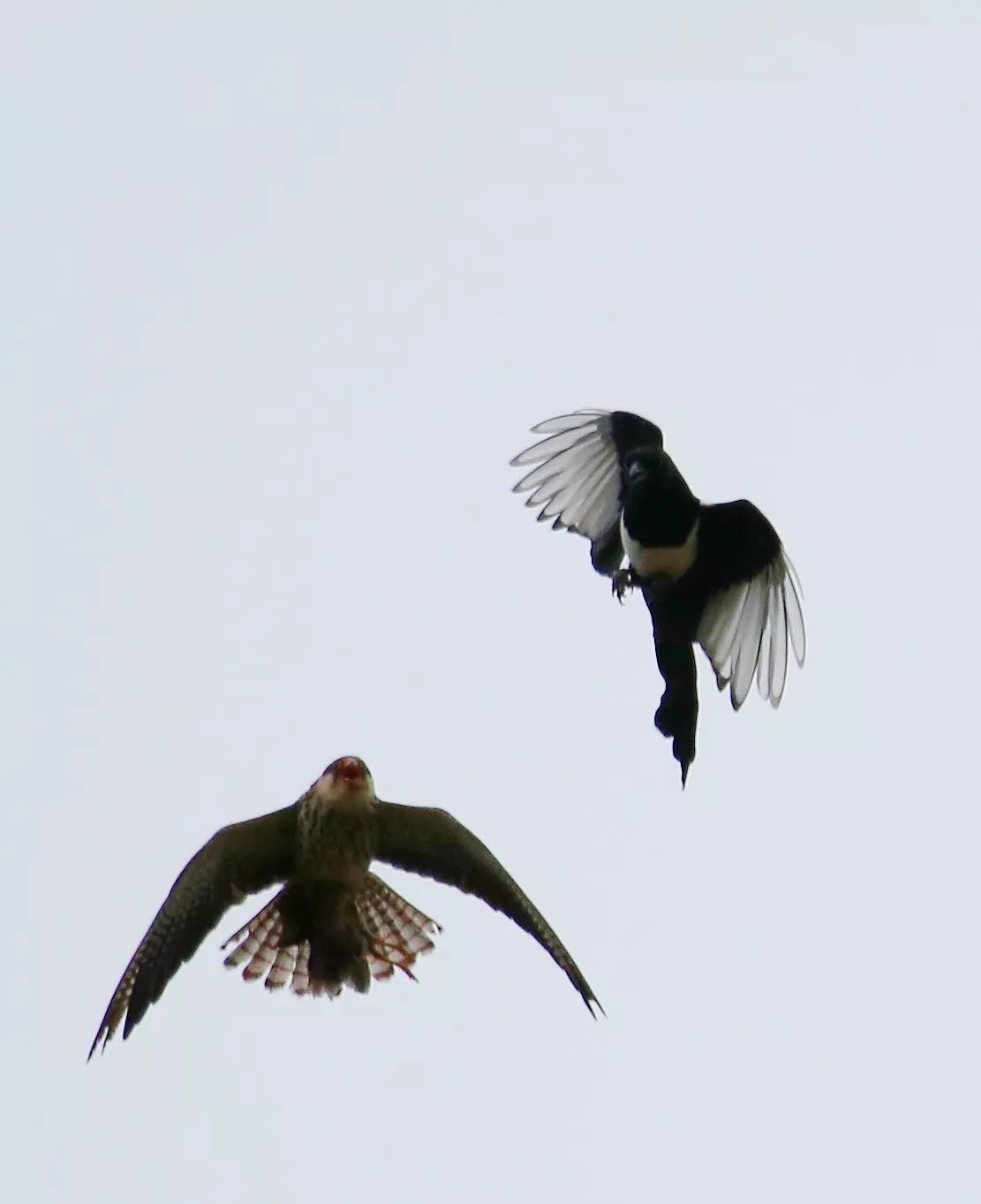 birdWatching