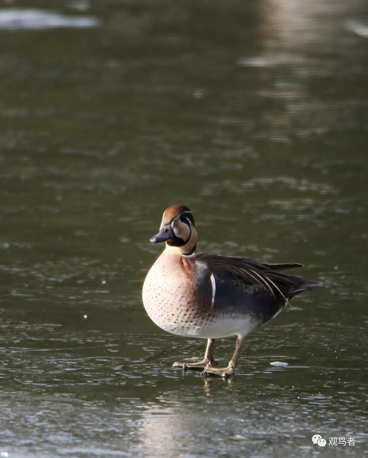 birdWatching