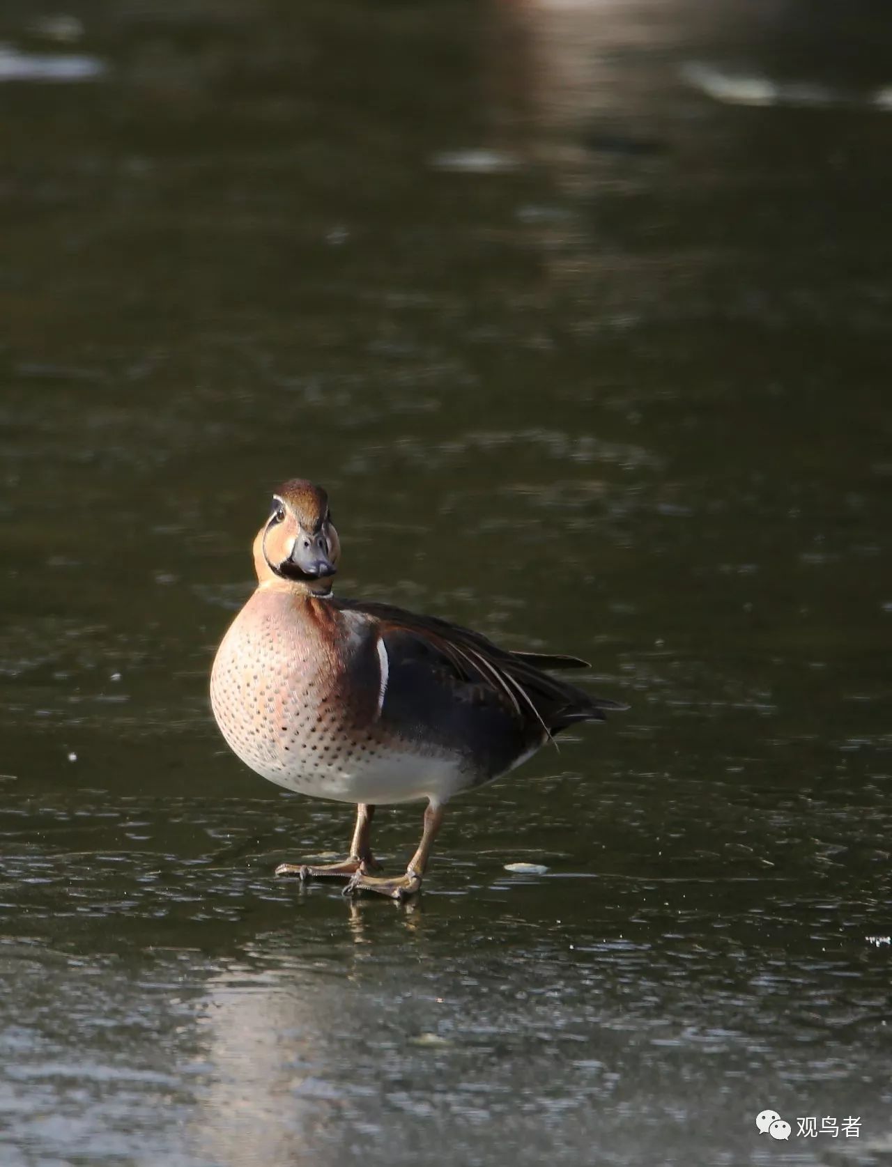 birdWatching