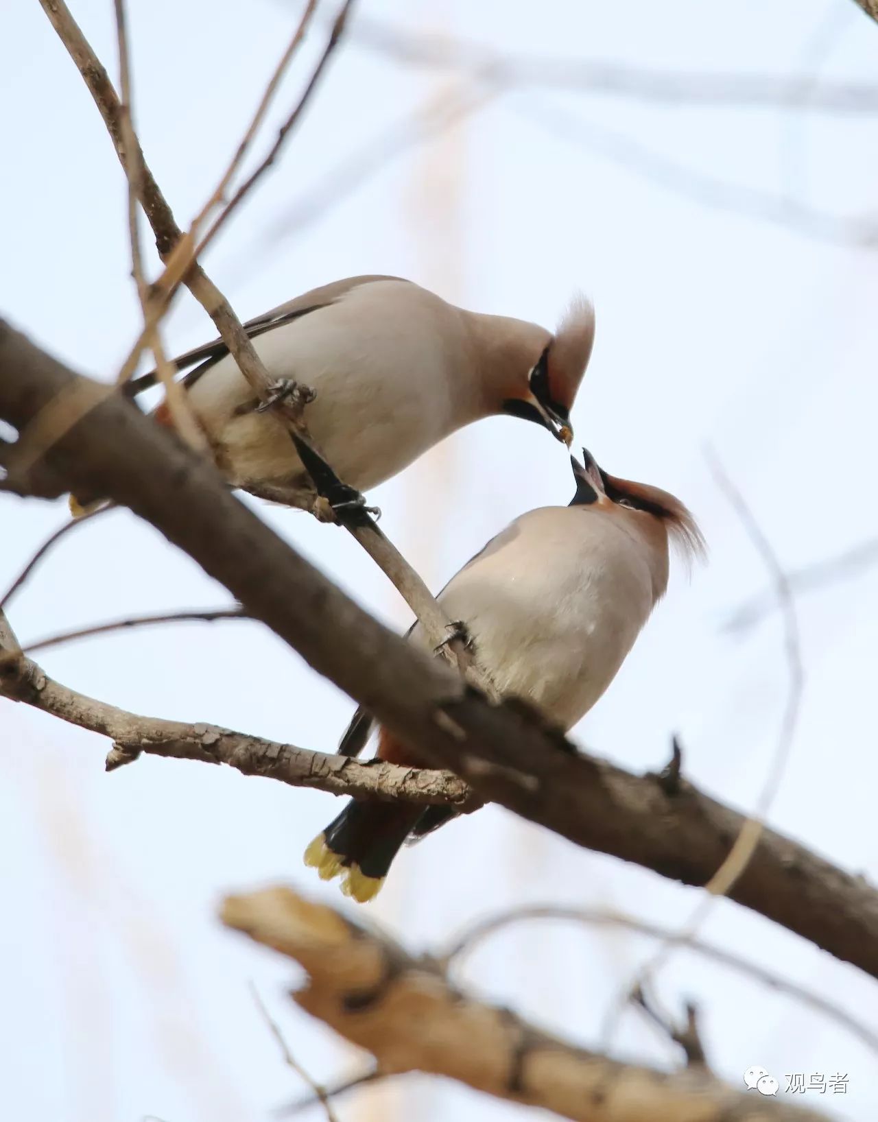 birdWatching