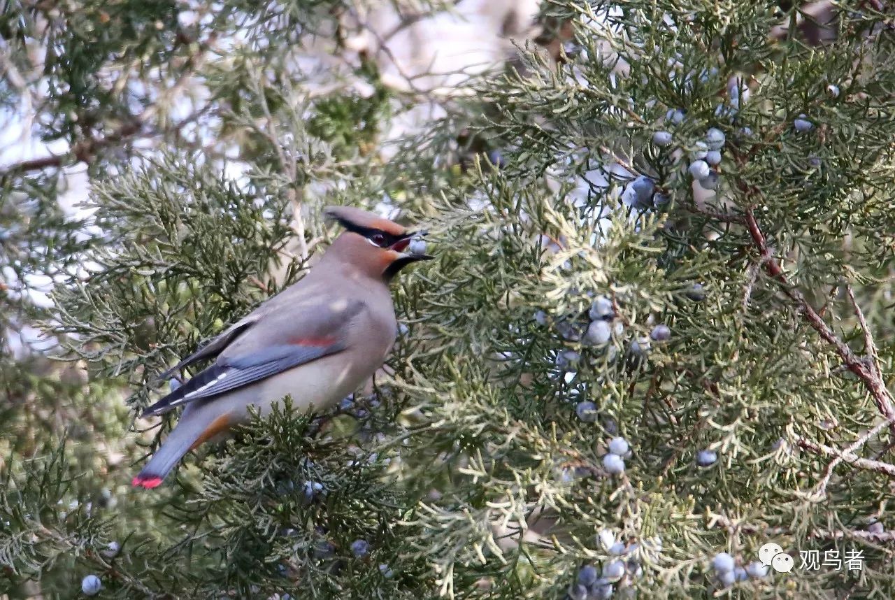 birdWatching