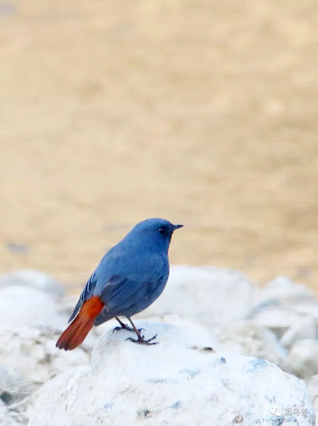 birdWatching