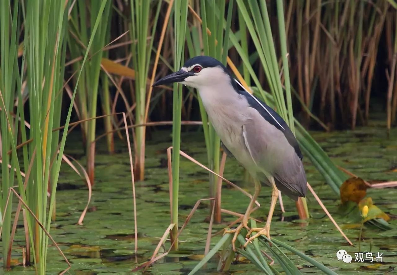 birdWatching