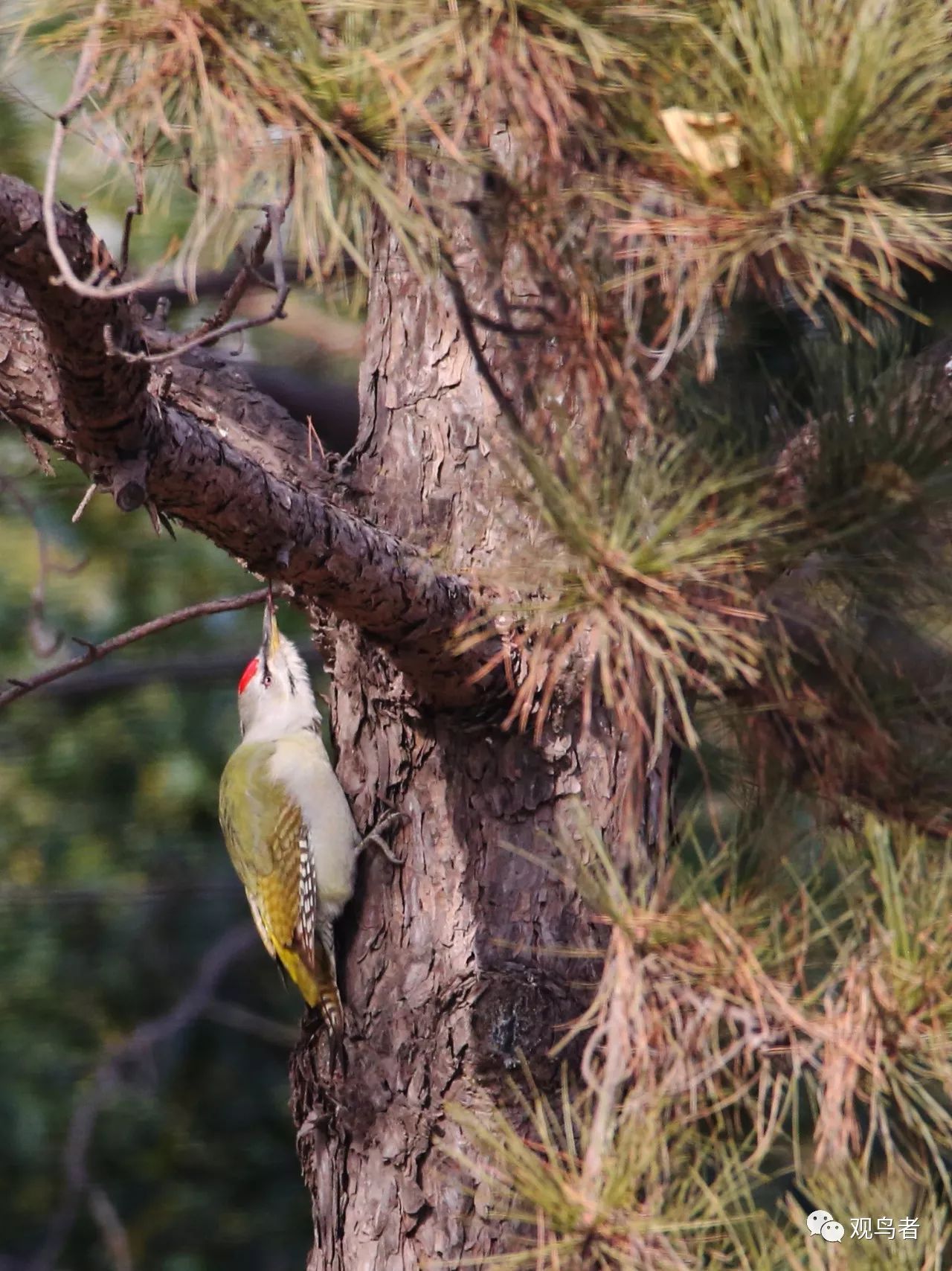 birdWatching