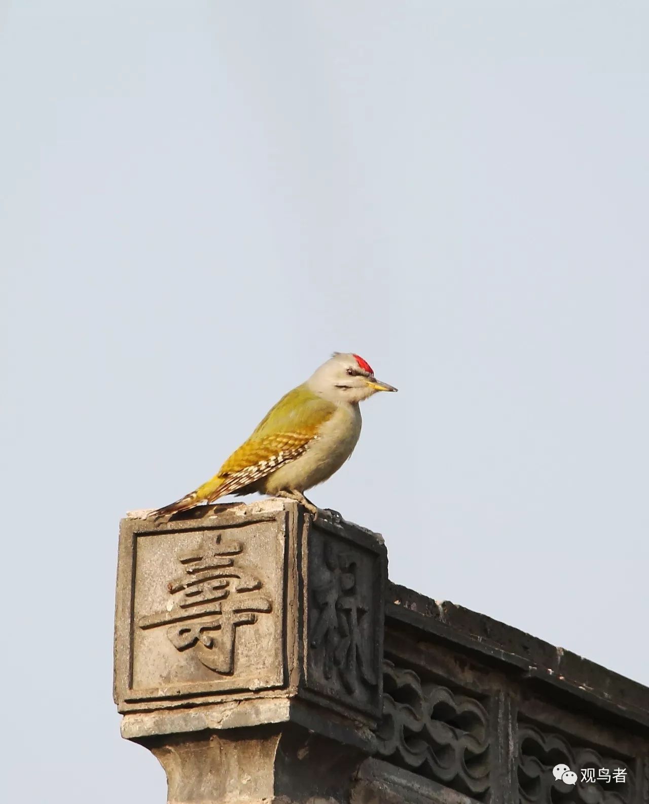 birdWatching