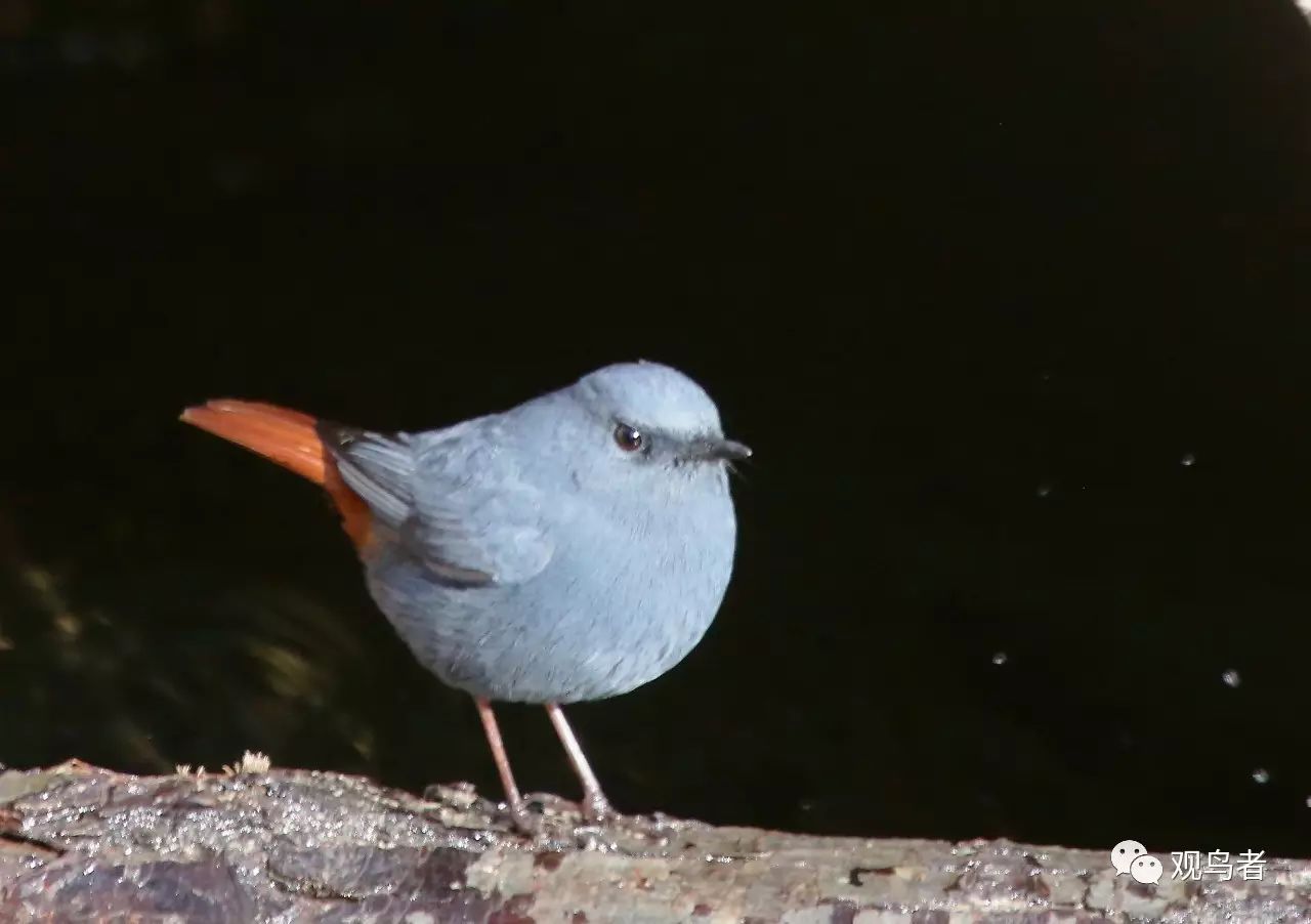 birdWatching