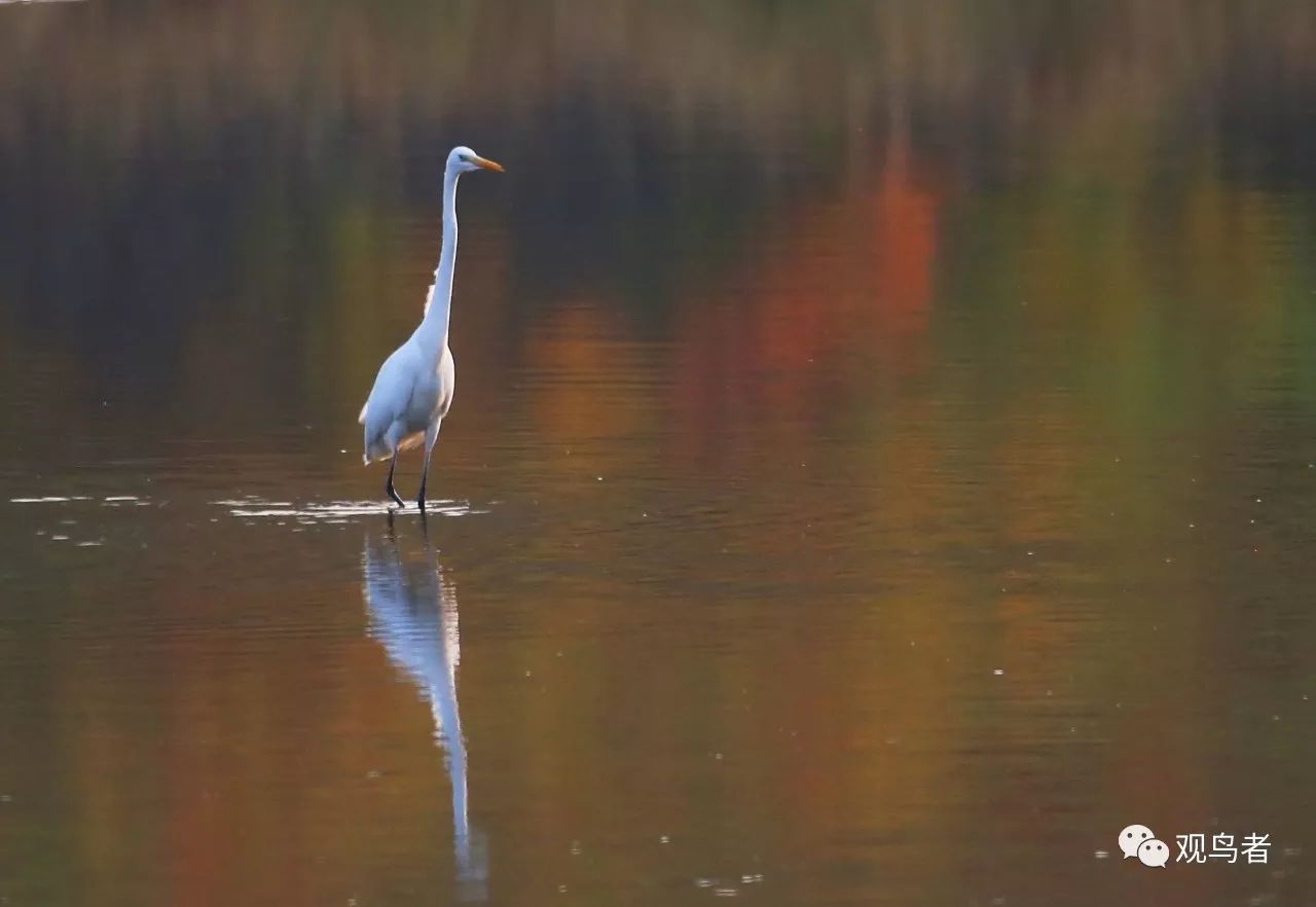 birdWatching