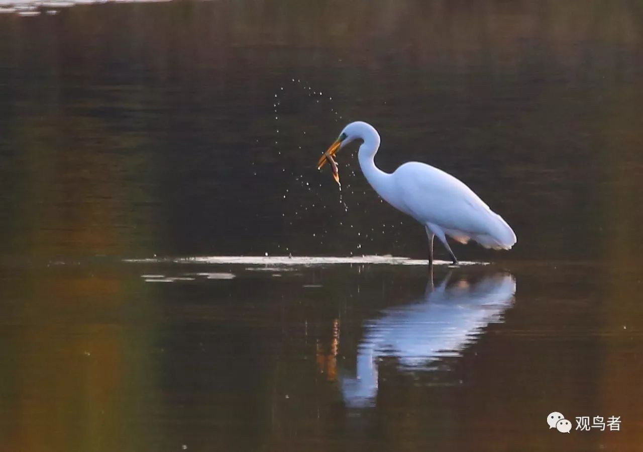 birdWatching