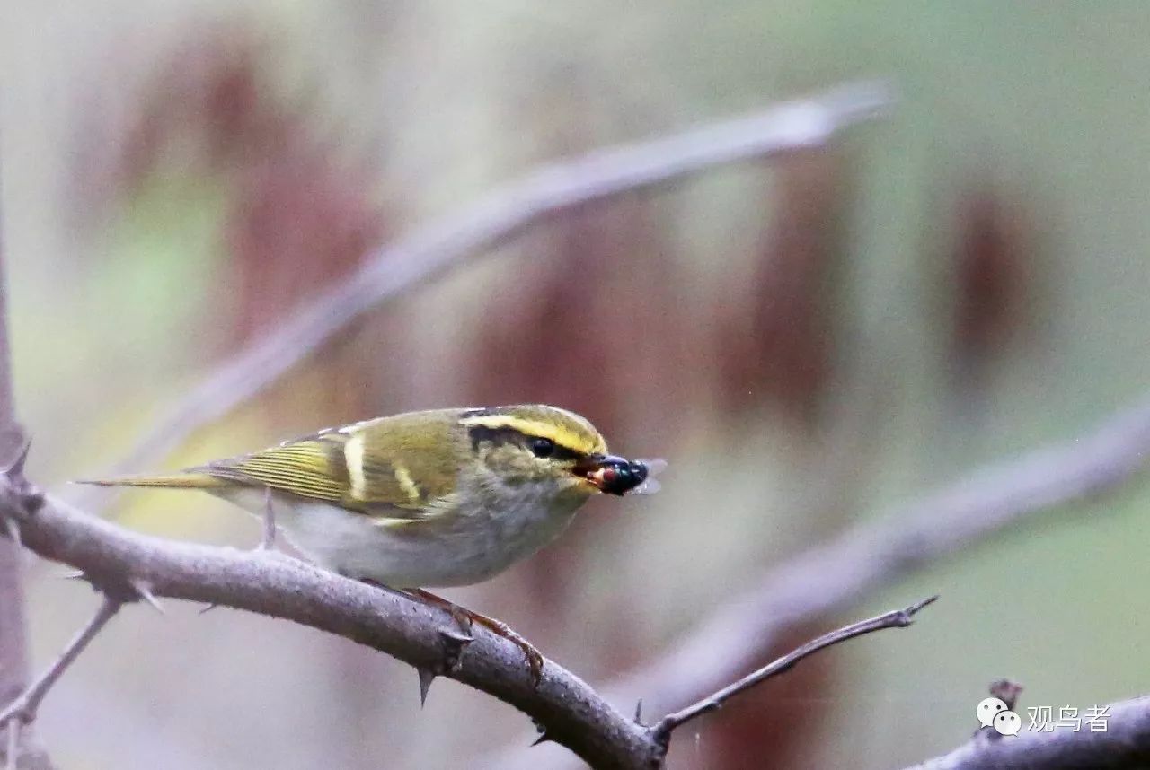 birdWatching