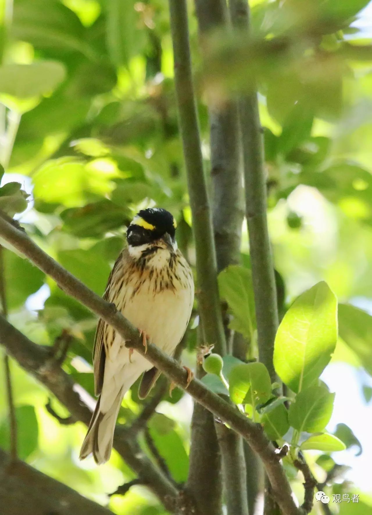 birdWatching