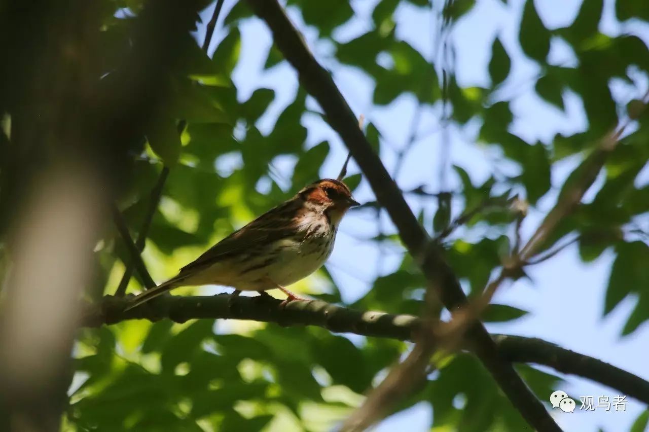 birdWatching