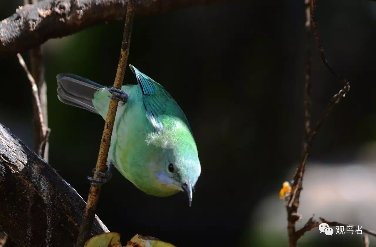 birdWatching