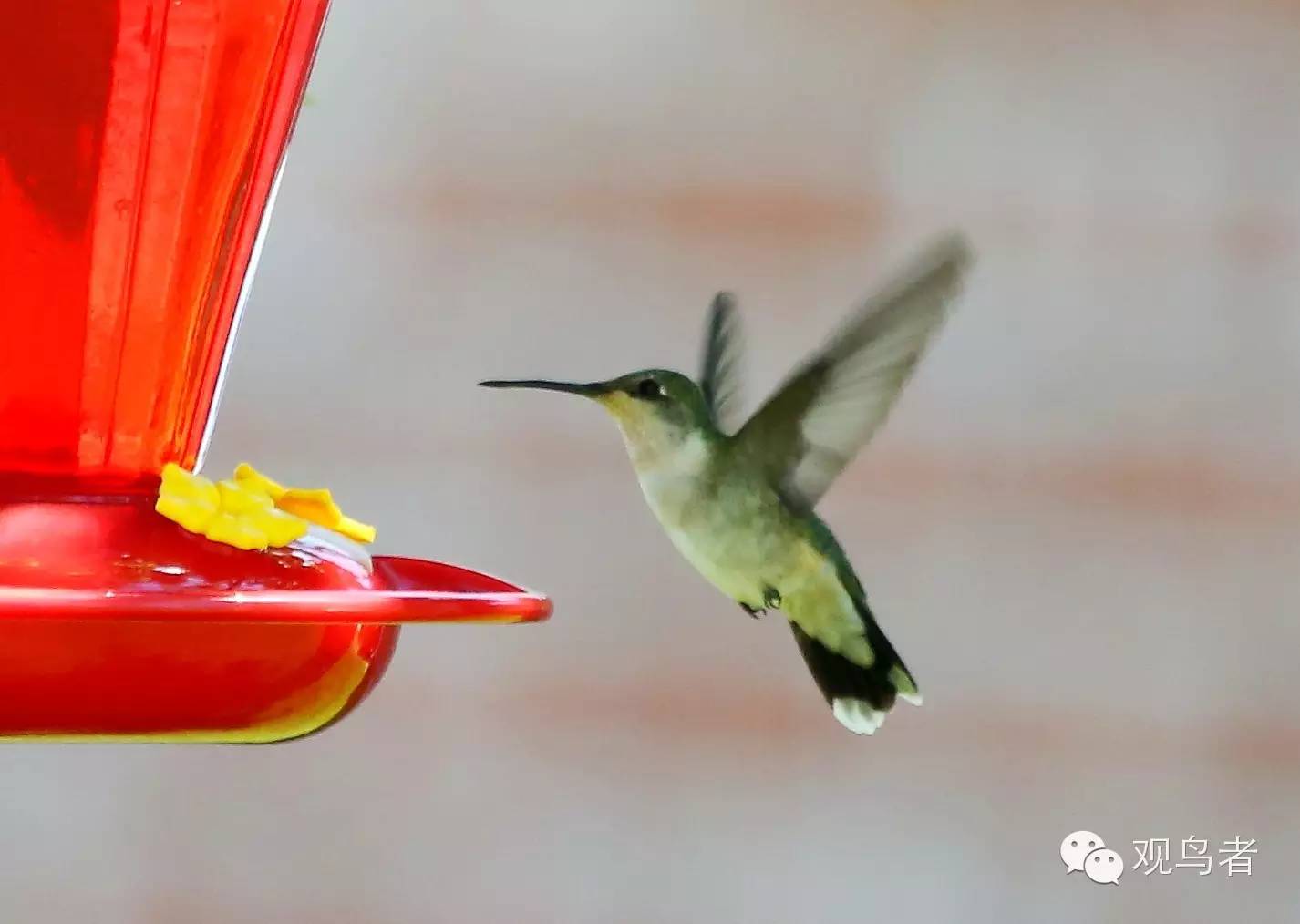 birdWatching