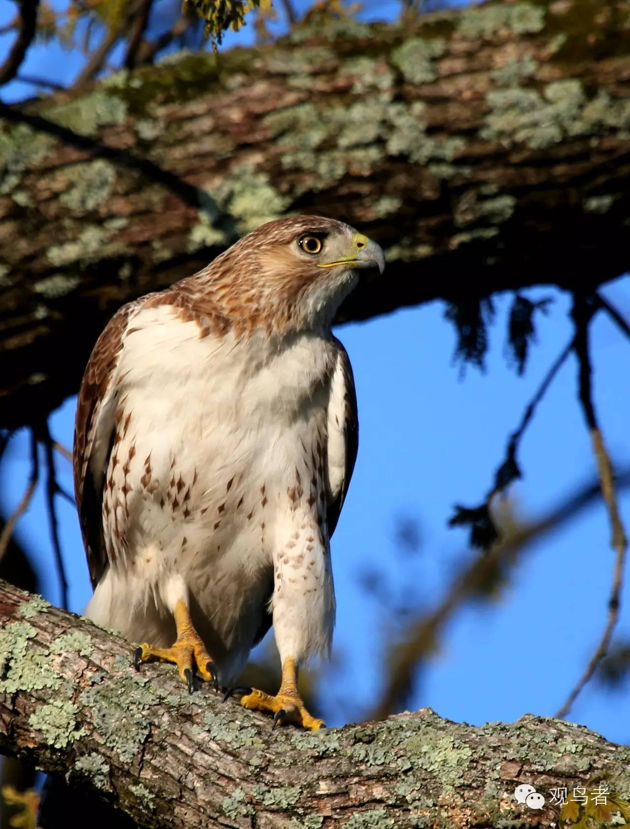 birdWatching
