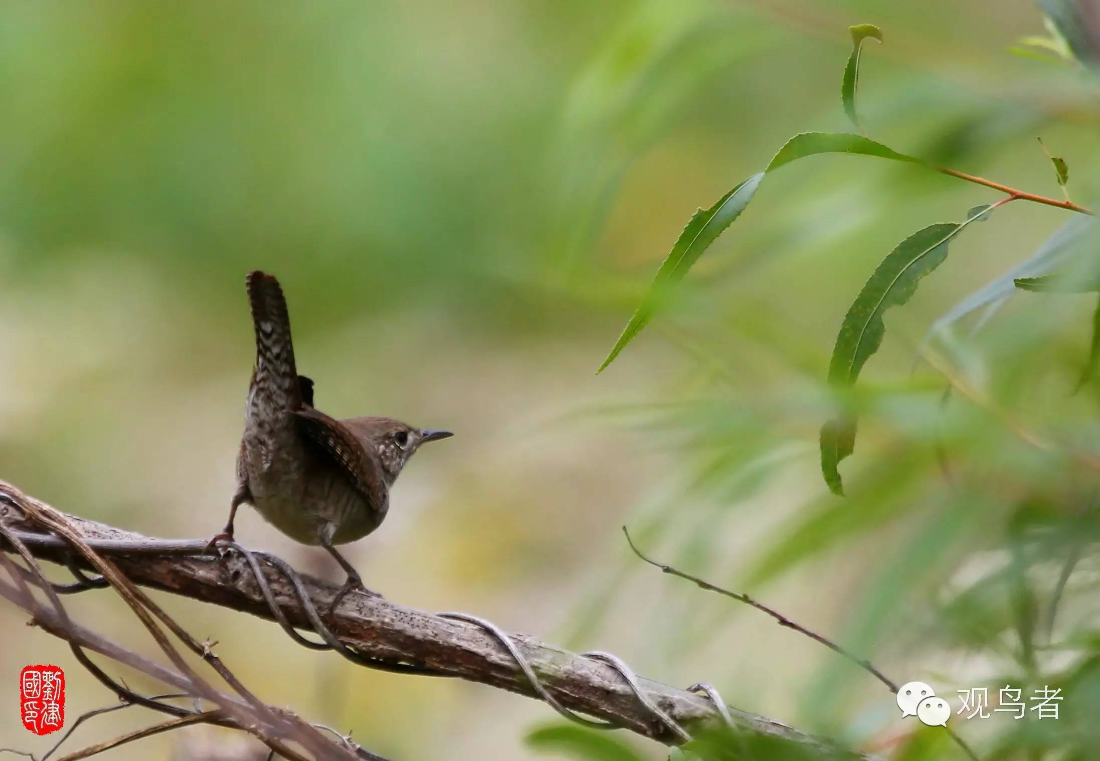birdWatching