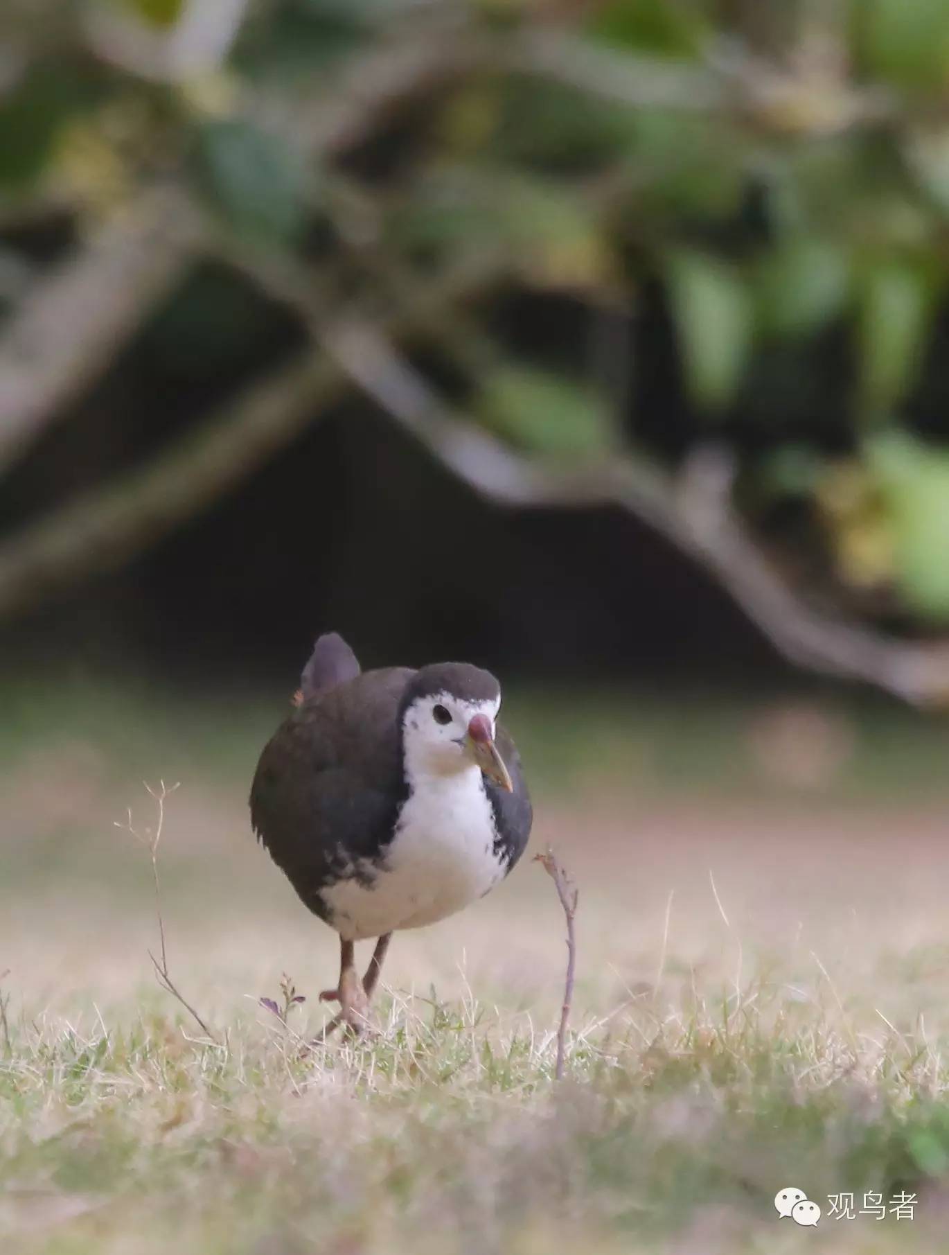 birdWatching