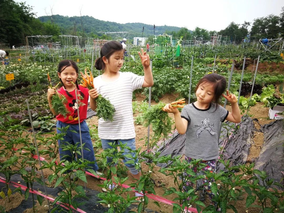 我在首尔都市农园种菜:从田园饮食到田园戏剧,菜地是我们融入城市的方法 | 良食专栏 我在首尔都市农园种菜:从田园饮食到田园戏剧,菜地是我们融入城市的方法 | 良食专栏