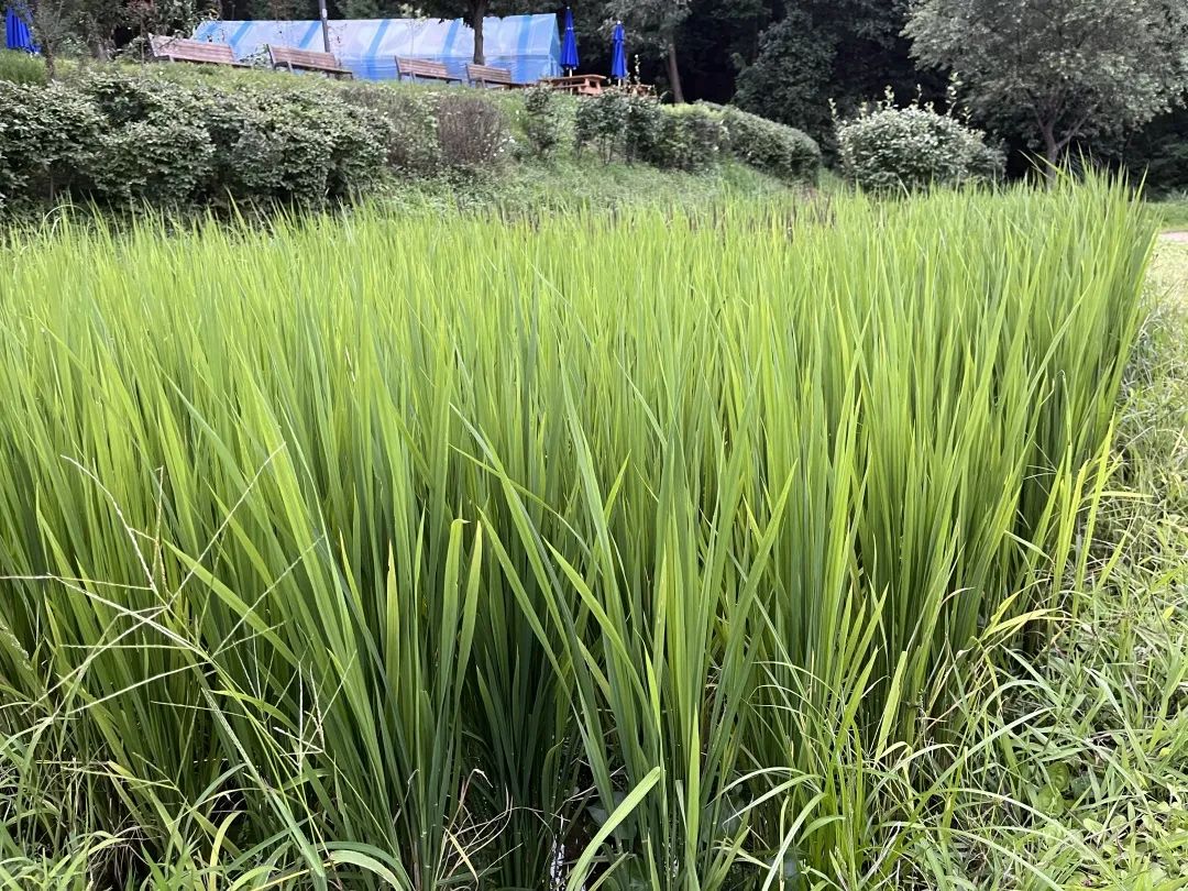 我在首尔都市农园种菜:从田园饮食到田园戏剧,菜地是我们融入城市的方法 | 良食专栏 我在首尔都市农园种菜:从田园饮食到田园戏剧,菜地是我们融入城市的方法 | 良食专栏